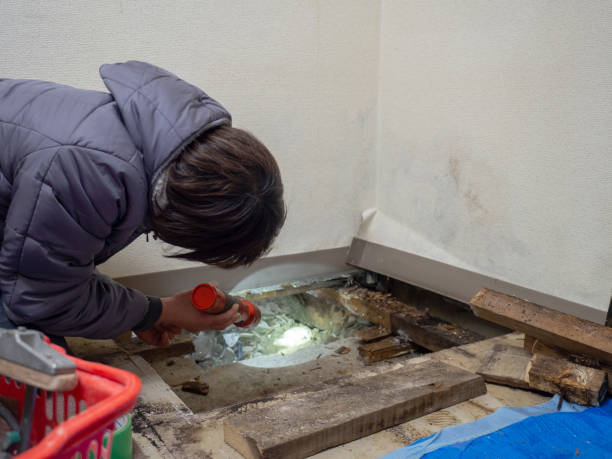 Best Mold Damage Restoration  in Johnstown, NY