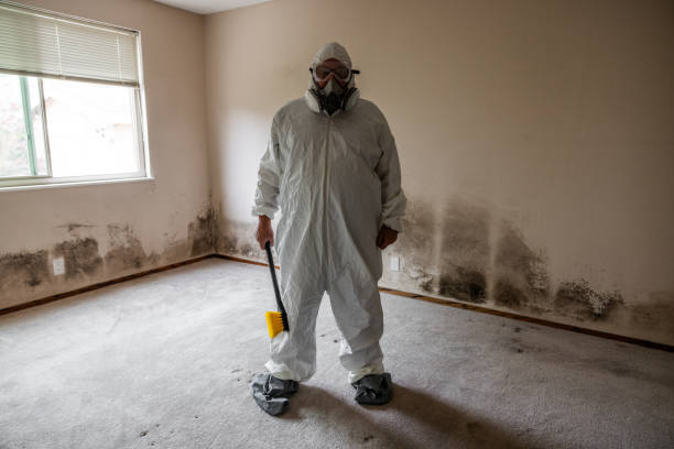 Professional Mold Removal in Johnstown, NY